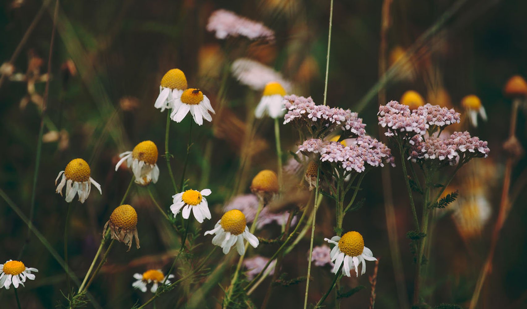 Field Of Daisy Flowers