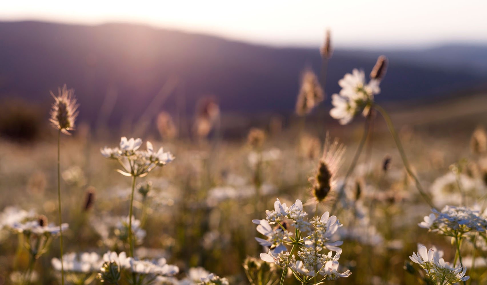 field of flowers in sunlight