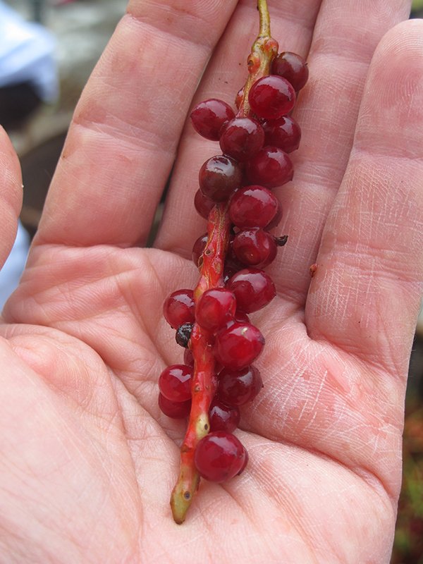 schisandra berries in hand