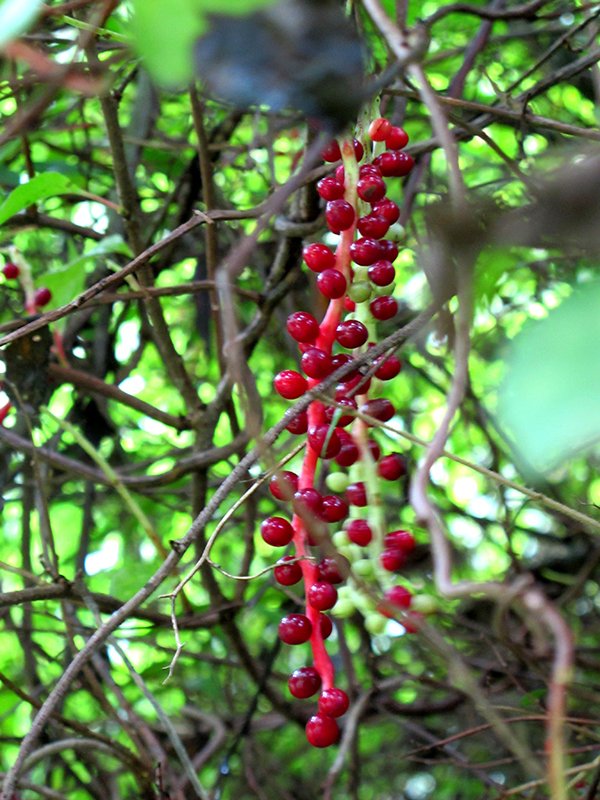 schisandra berries on vine