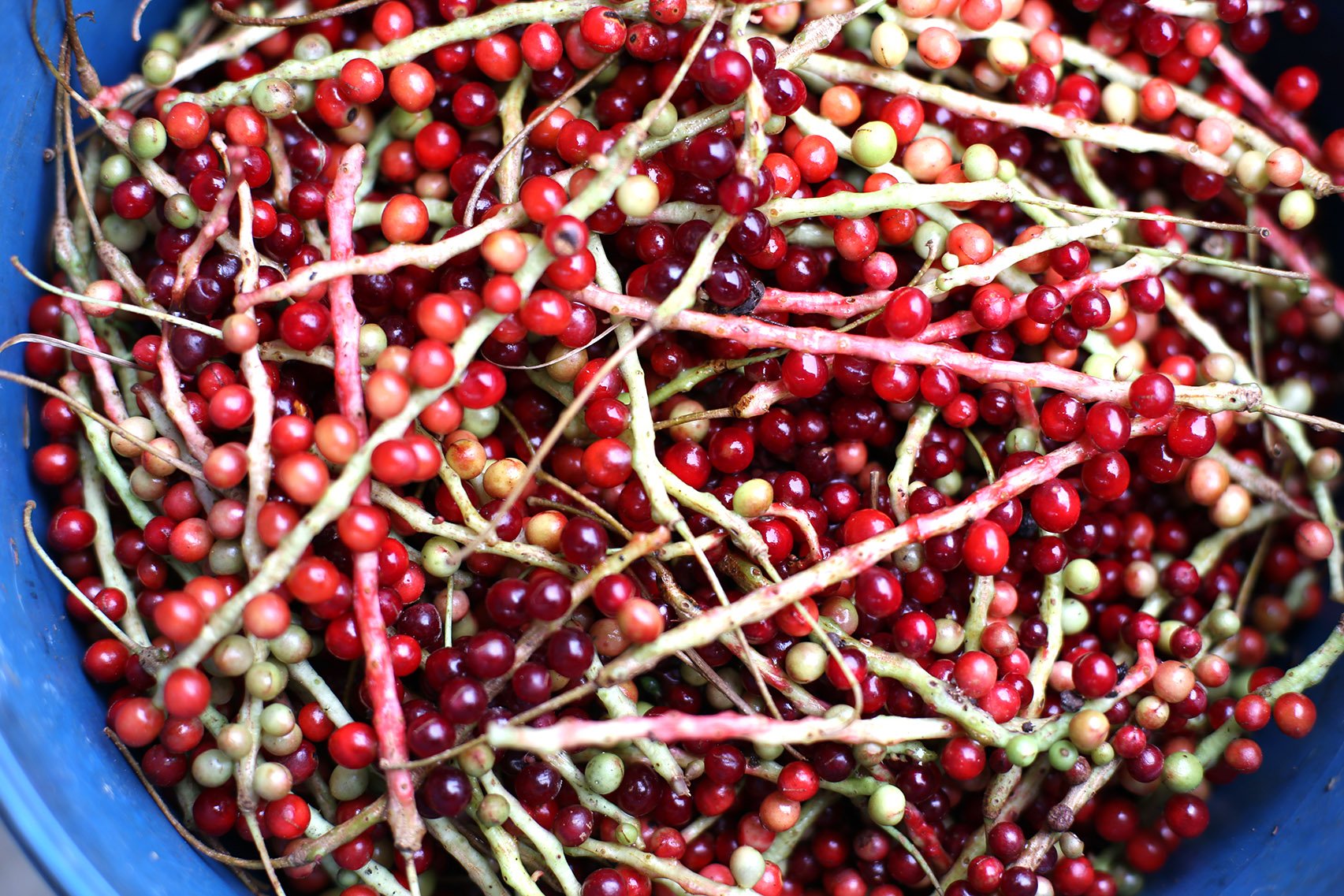 schisandra berries in basket