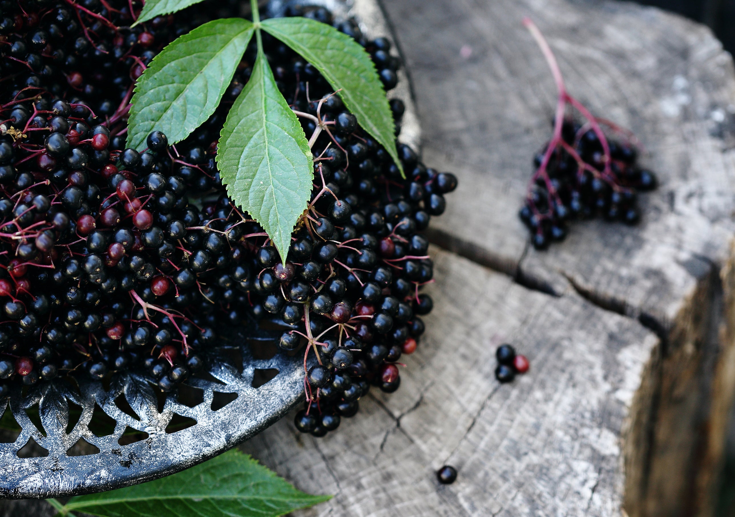 Fresh elderberries