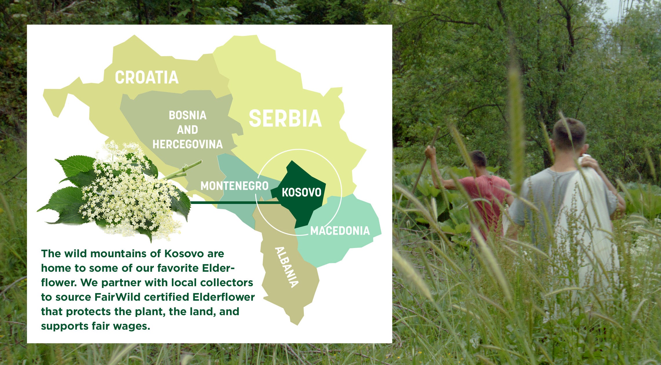 Kosovo Map Elderflower Collection
