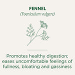 Fennel Tea