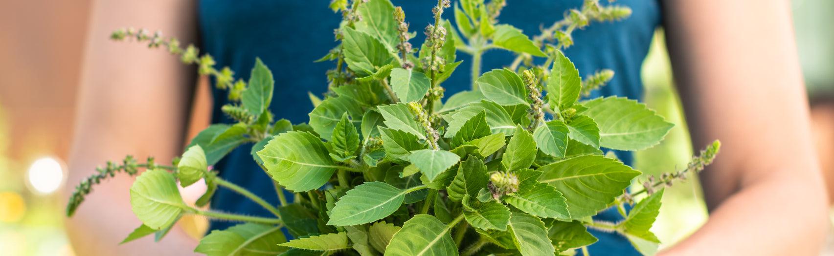 Woman holding a bouquet of tulsi