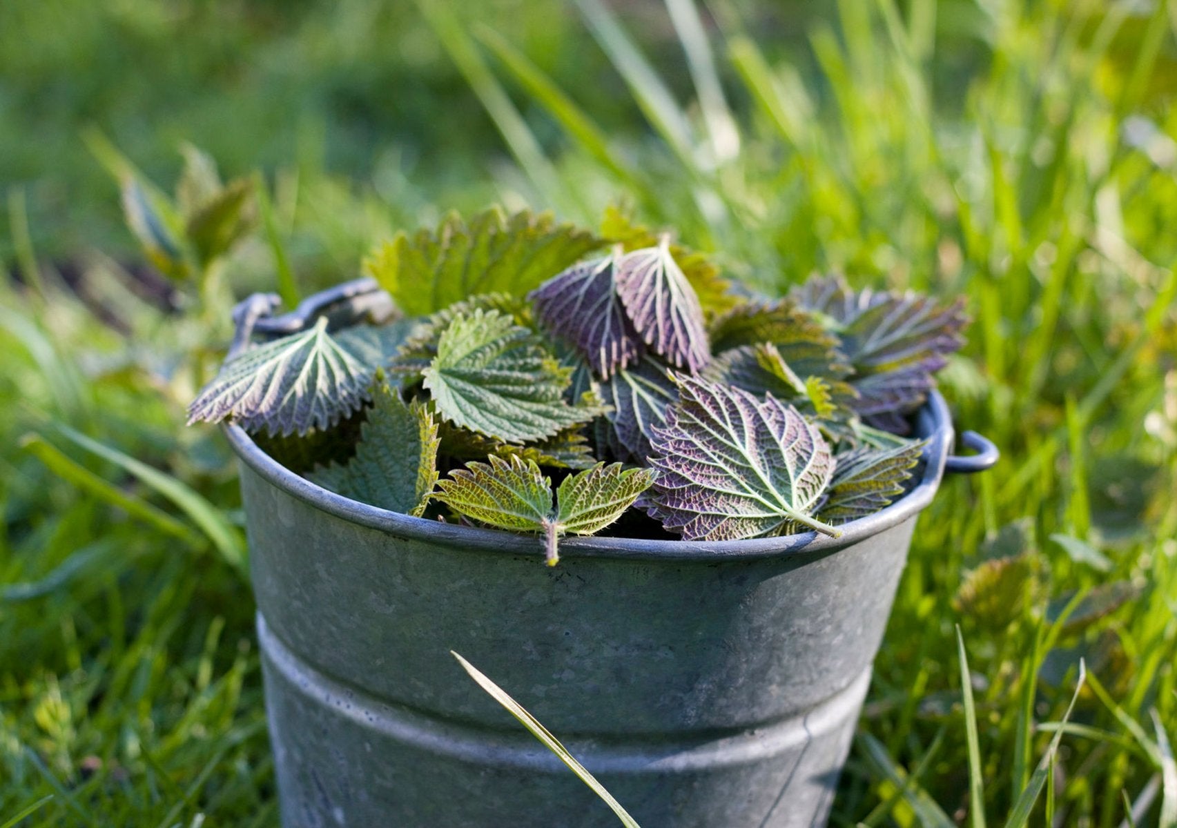 Foraged Stinging Nettle