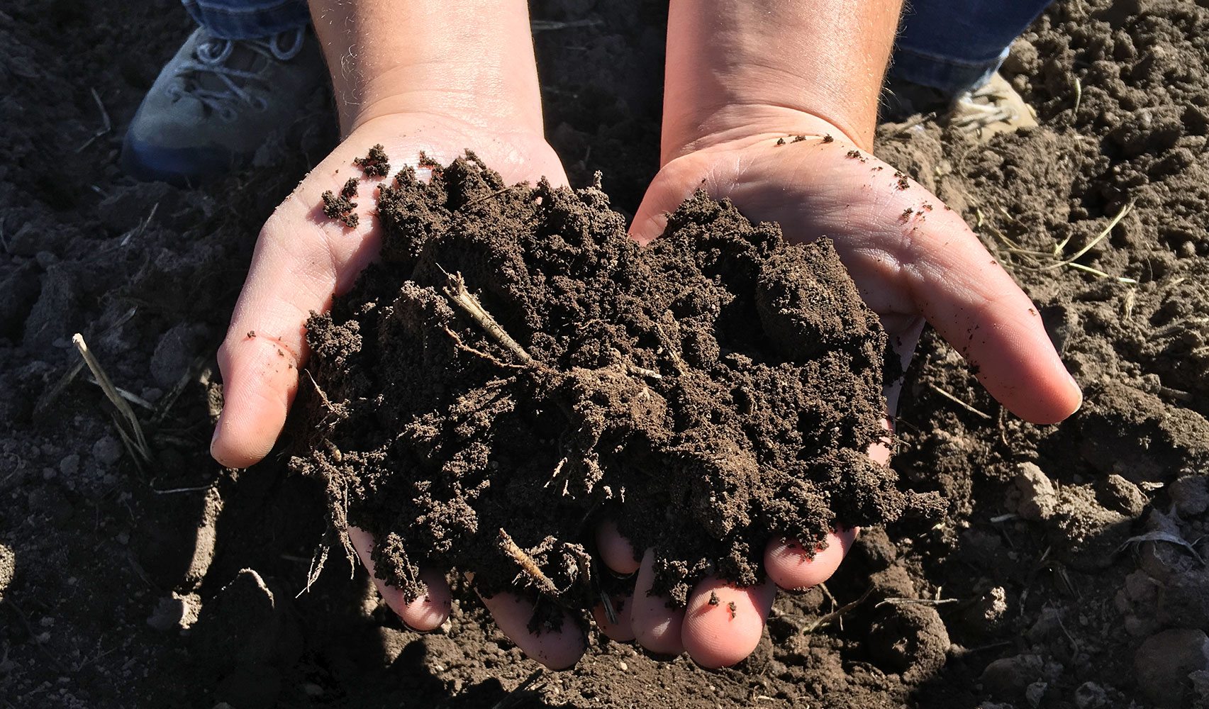 trout lake soil