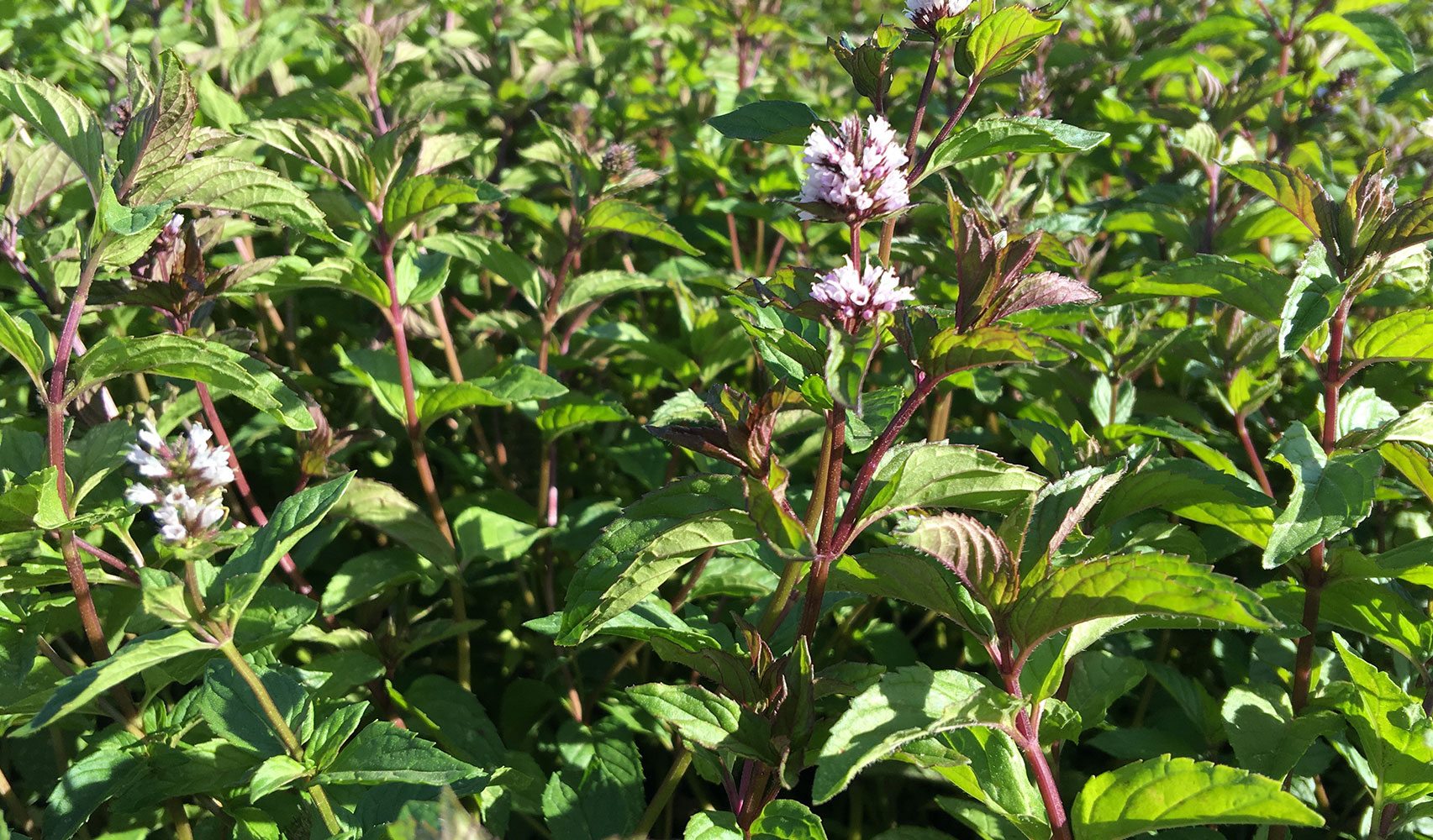 peppermint plant