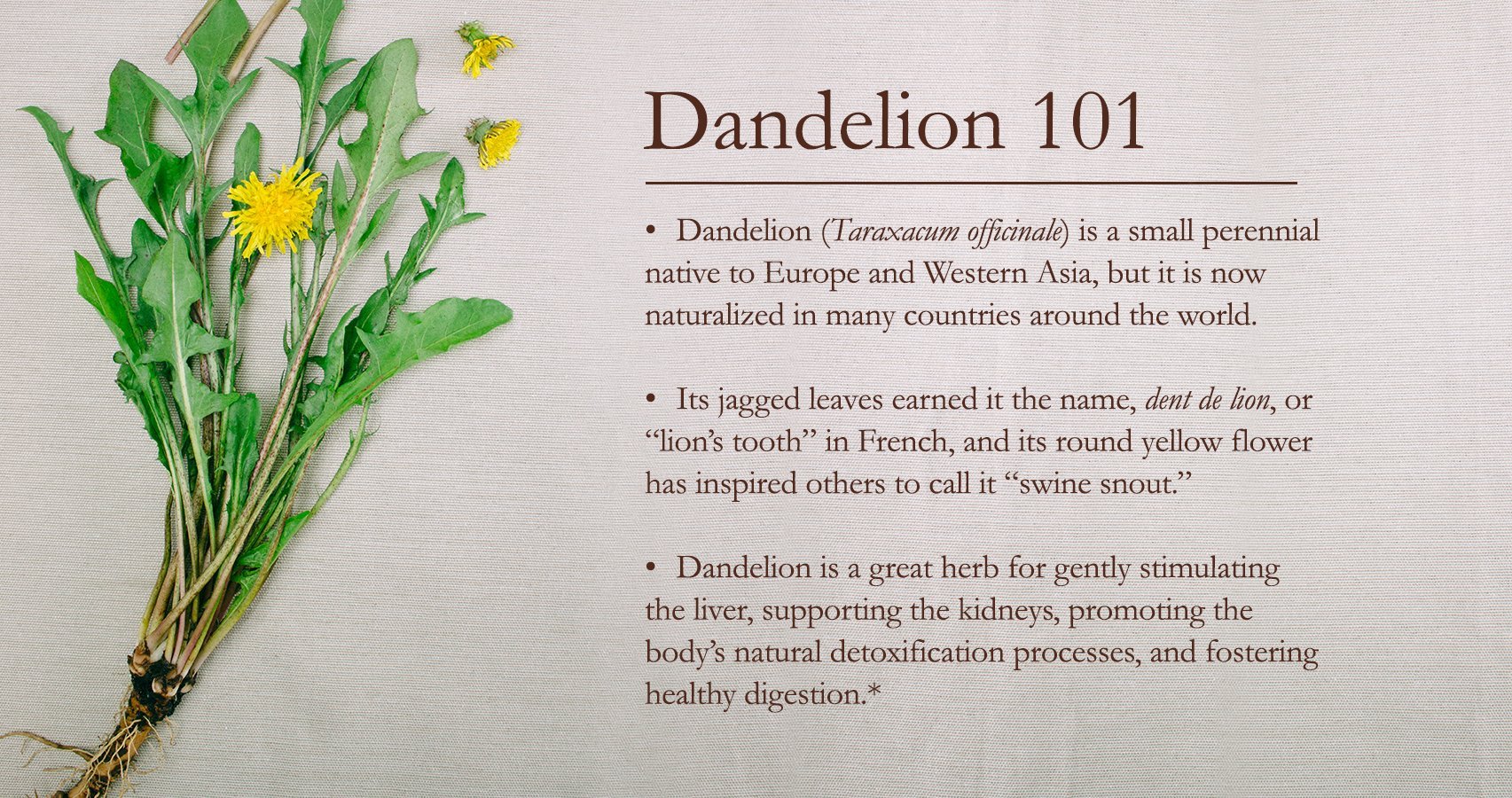 dandelion facts