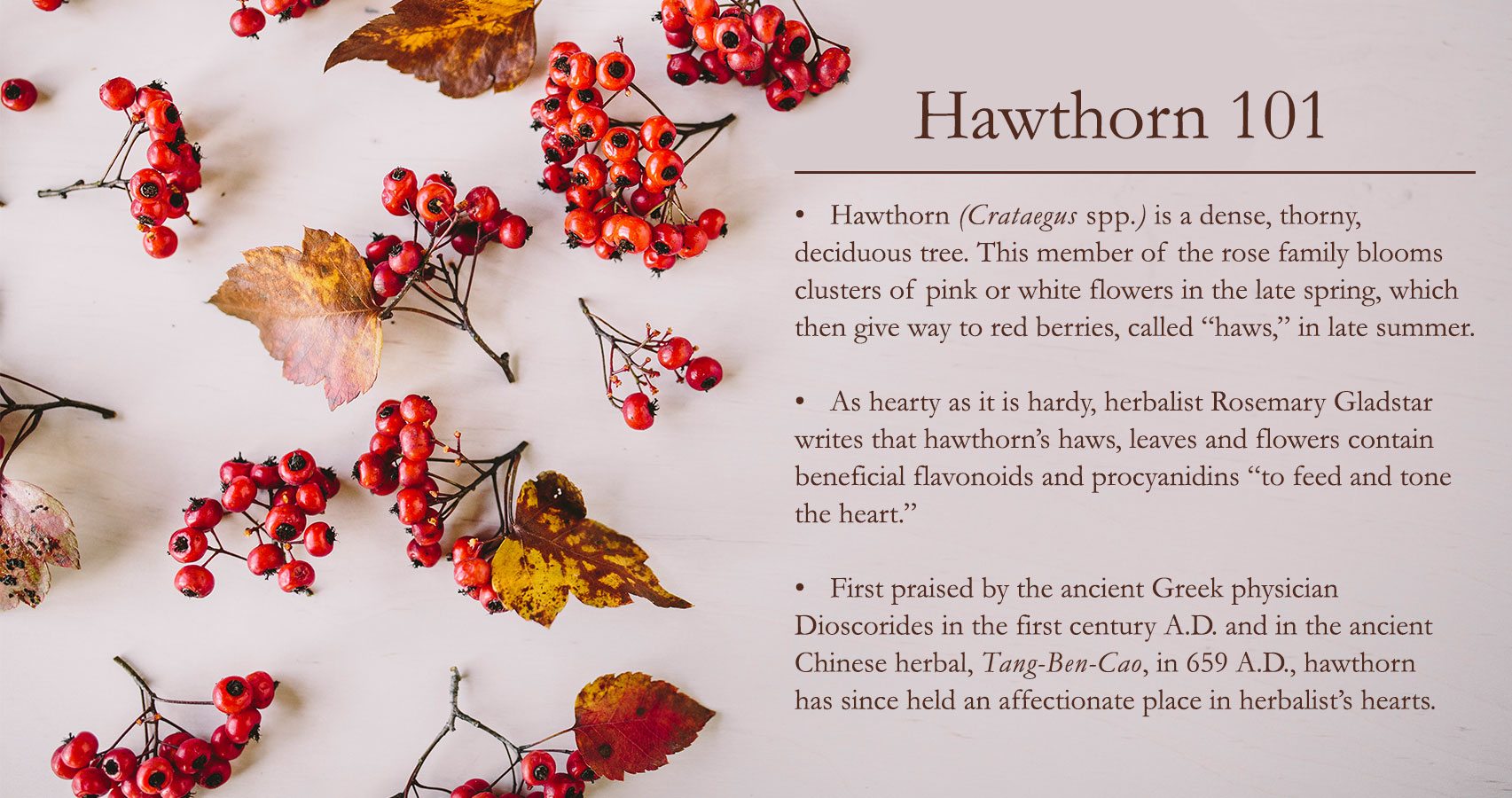 Hawthorn lends its innate resilience to the circulatory system