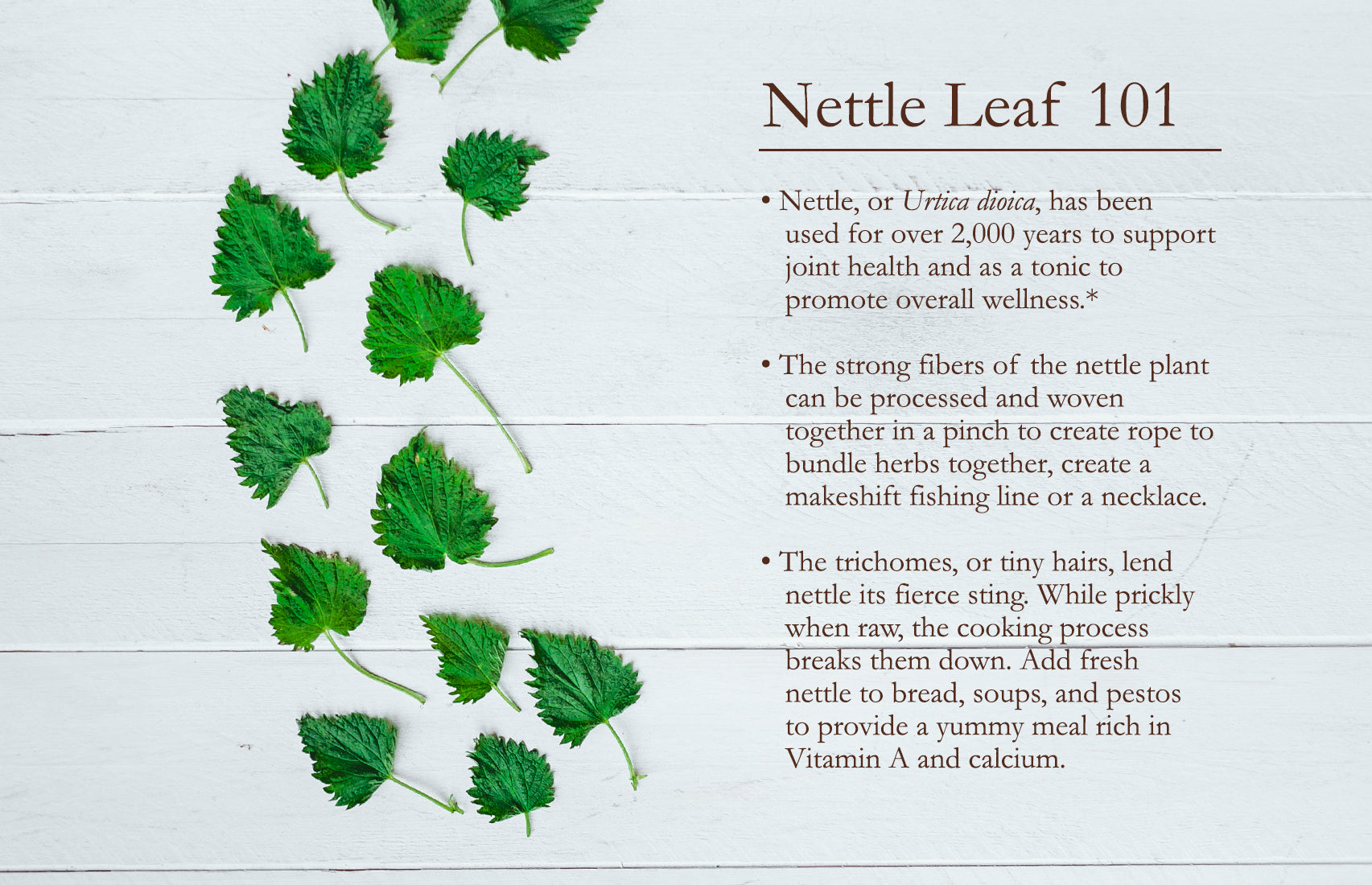 Nettle Leaf 101