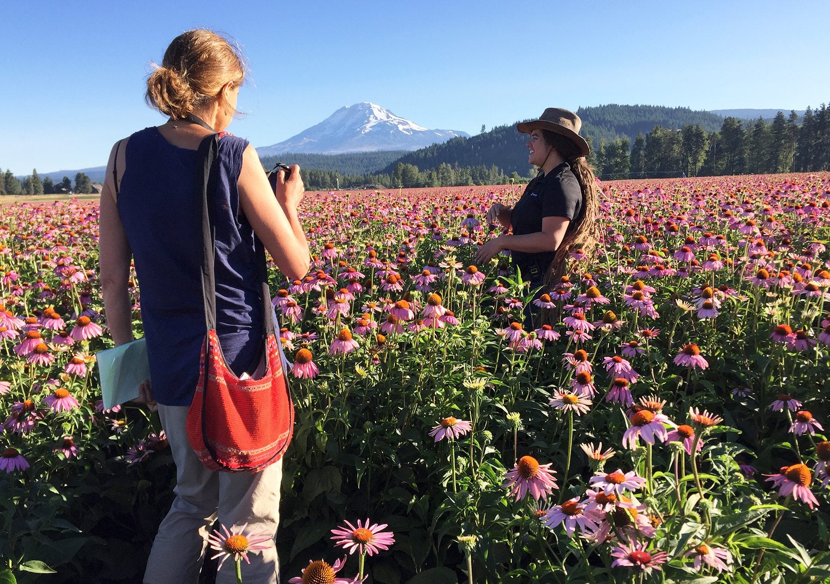 in a field of flowers