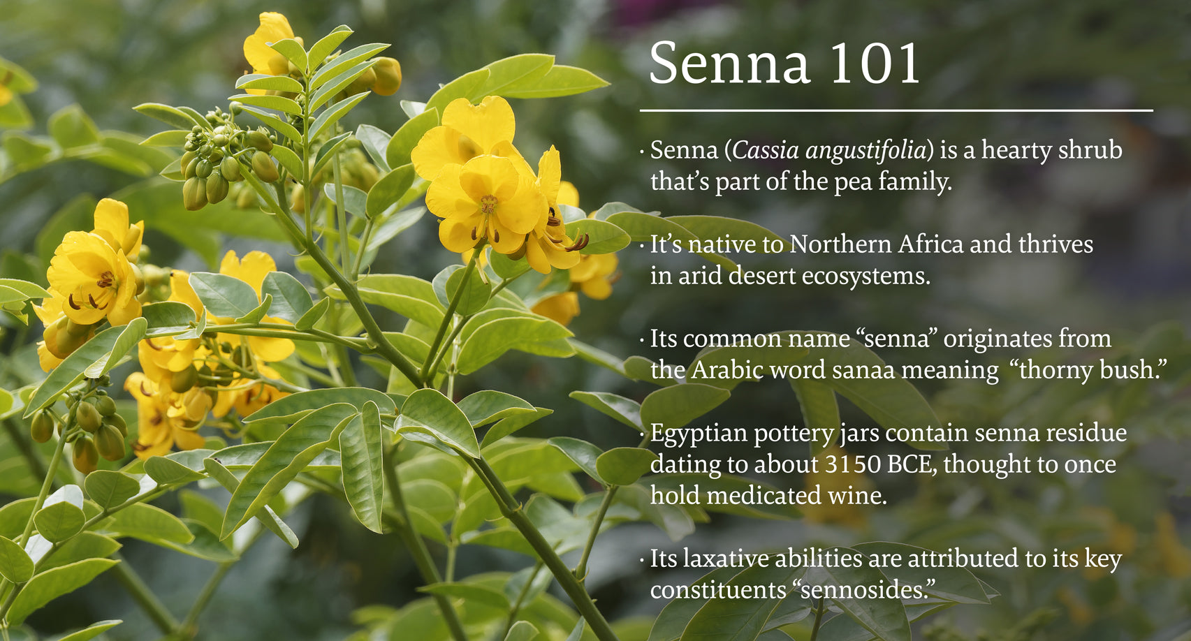 Senna 101 Infographic