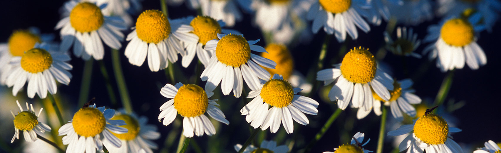 fresh chamomile flowers