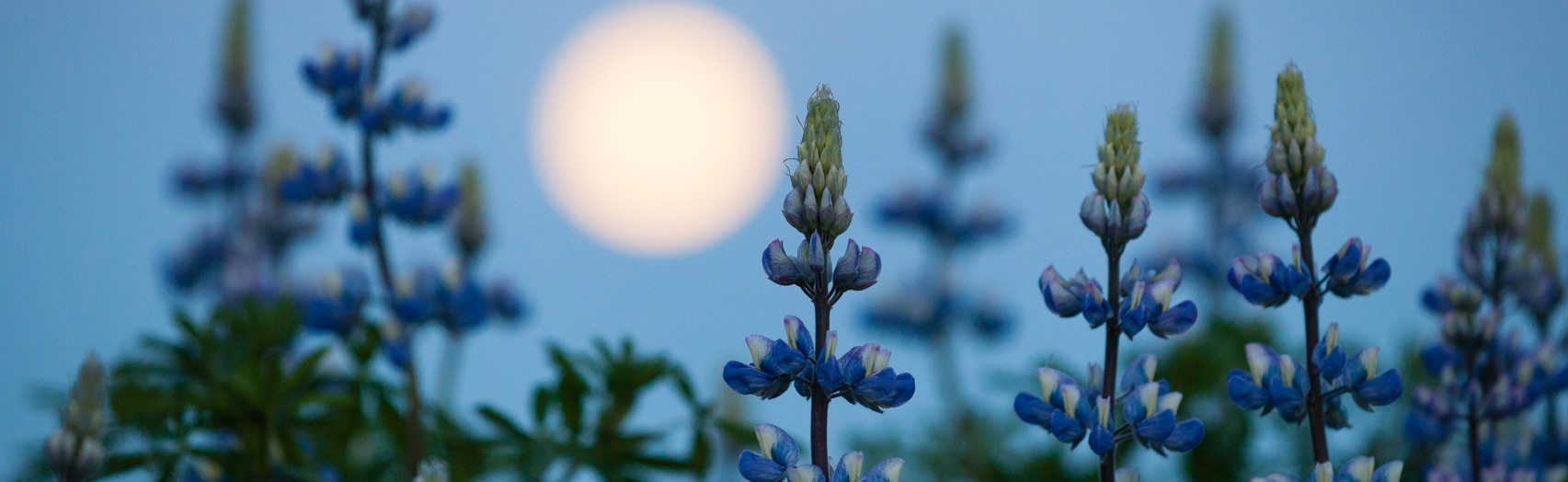 Spring Has Sprung: Celebrating the Vernal Equinox