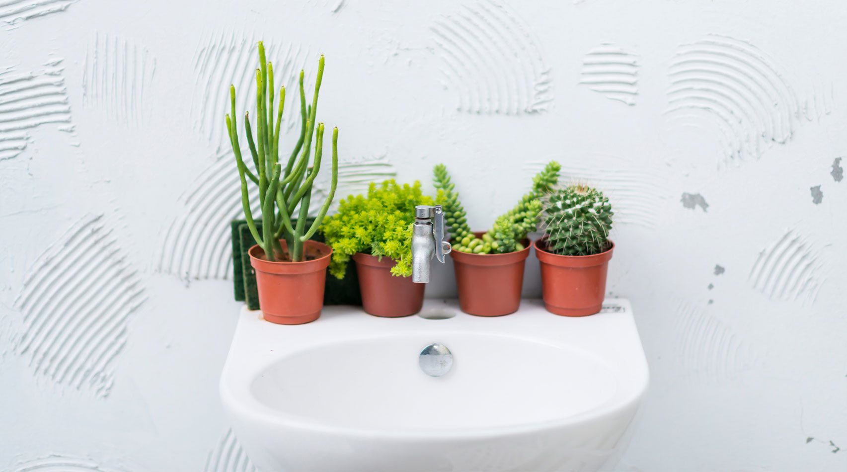 potted plants on sink