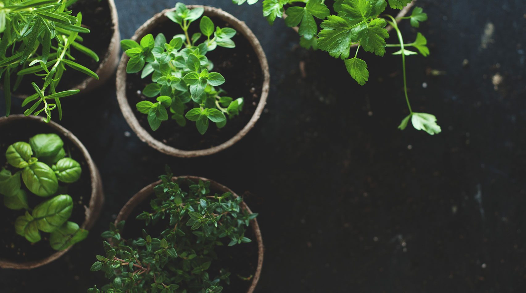 potted herbs on dark background