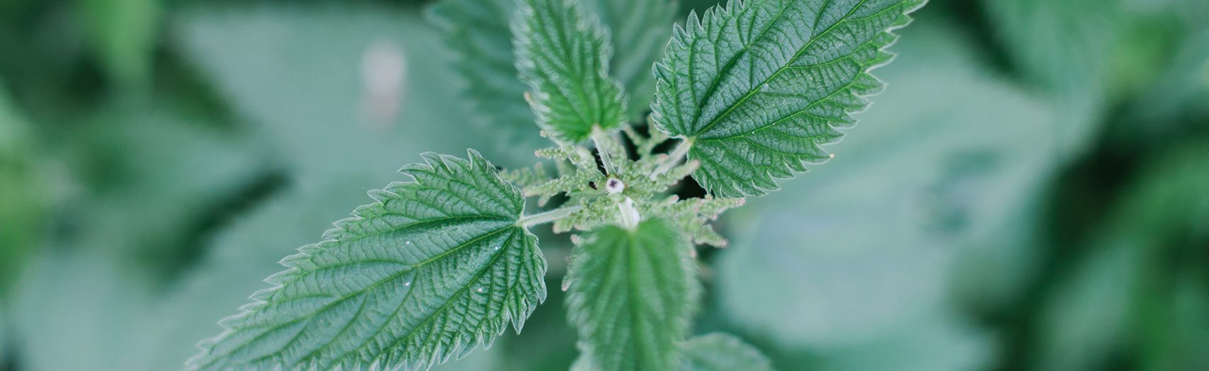 Nettle (Urtica dioica) in the wild