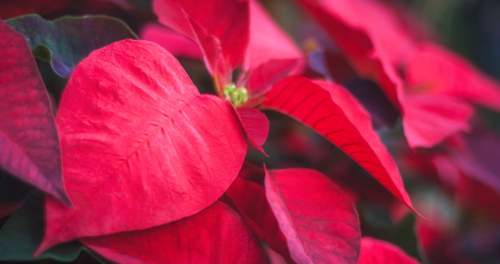 Poinsettia