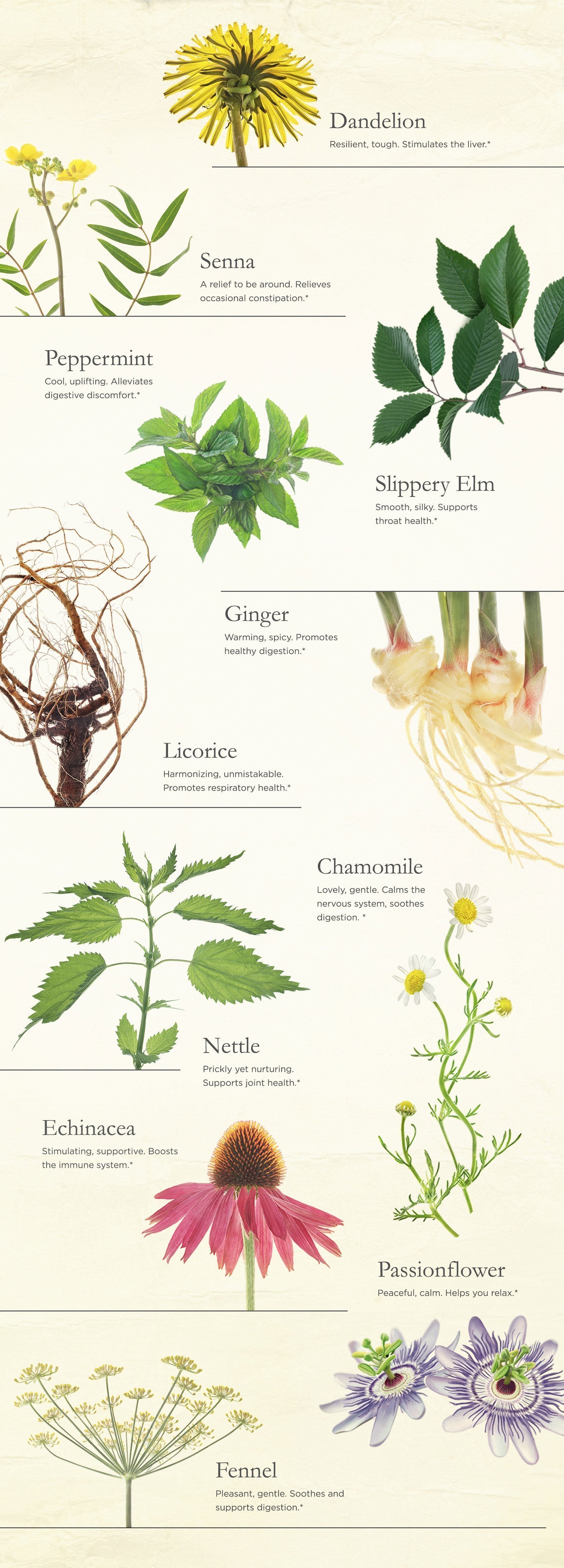 11 Plants for Wellness illustrations for plants
