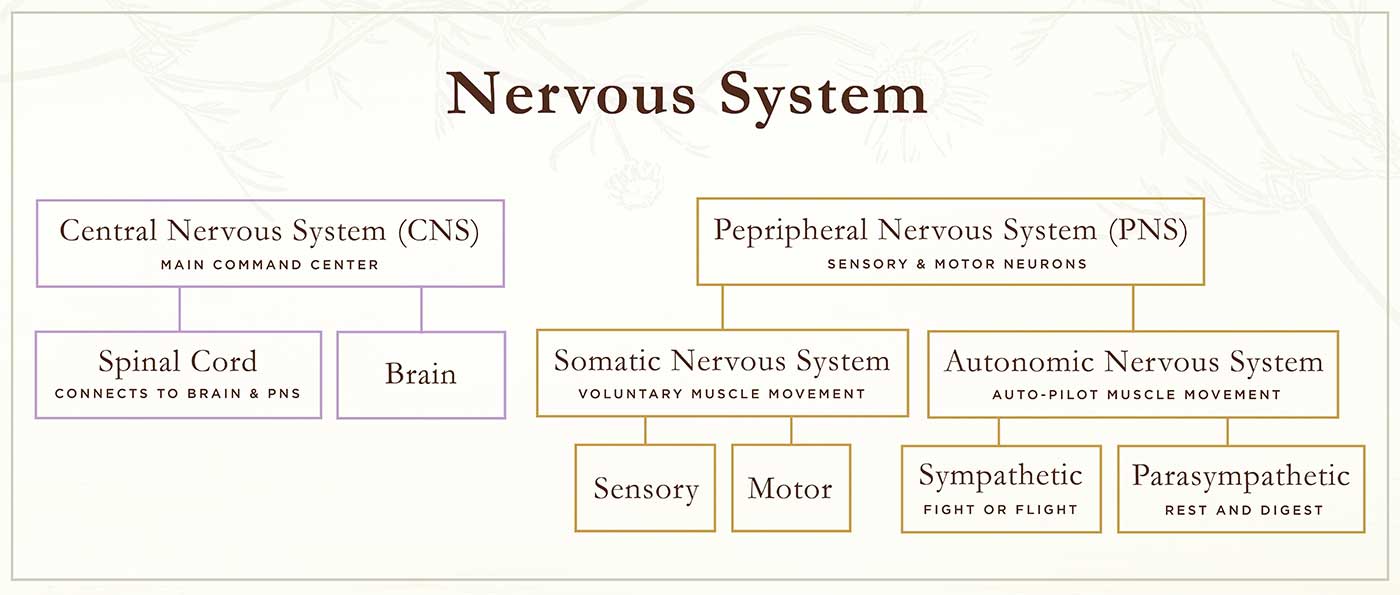  nervous system infographic