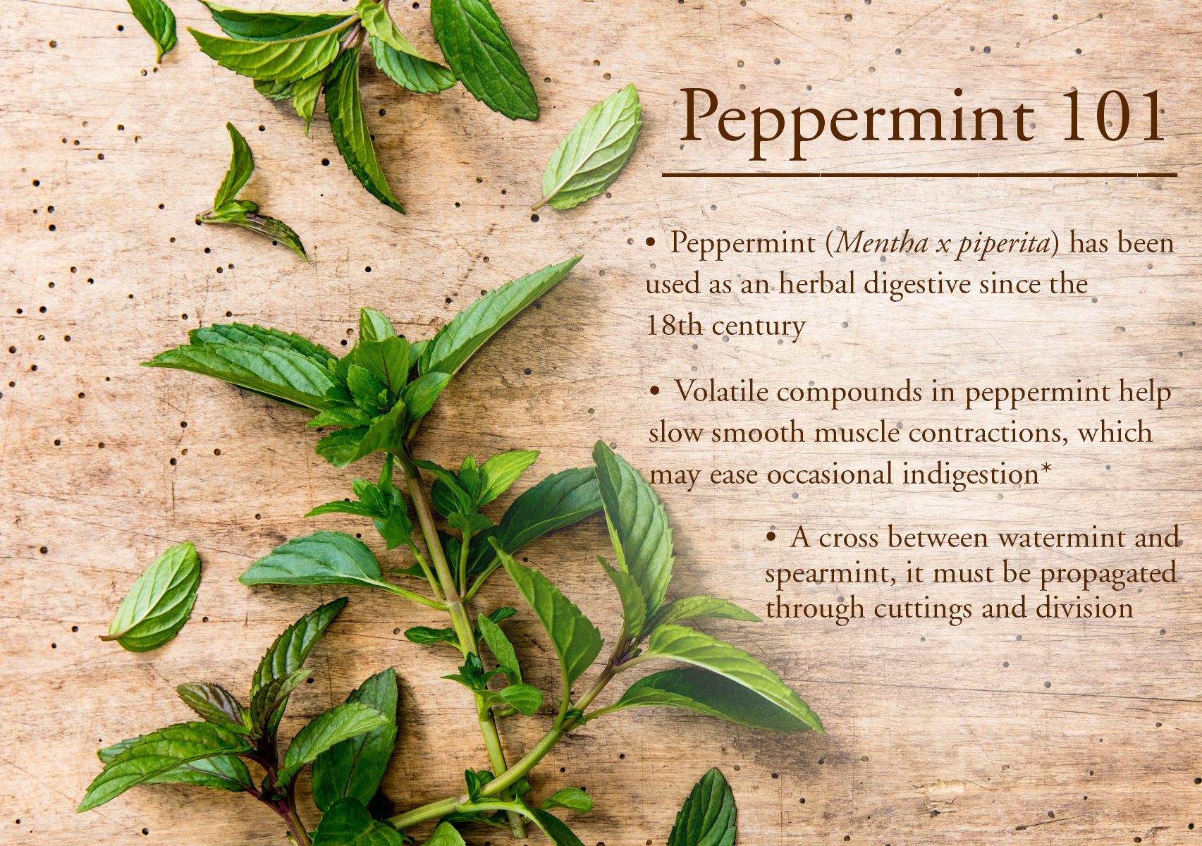 Peppermint infographic 