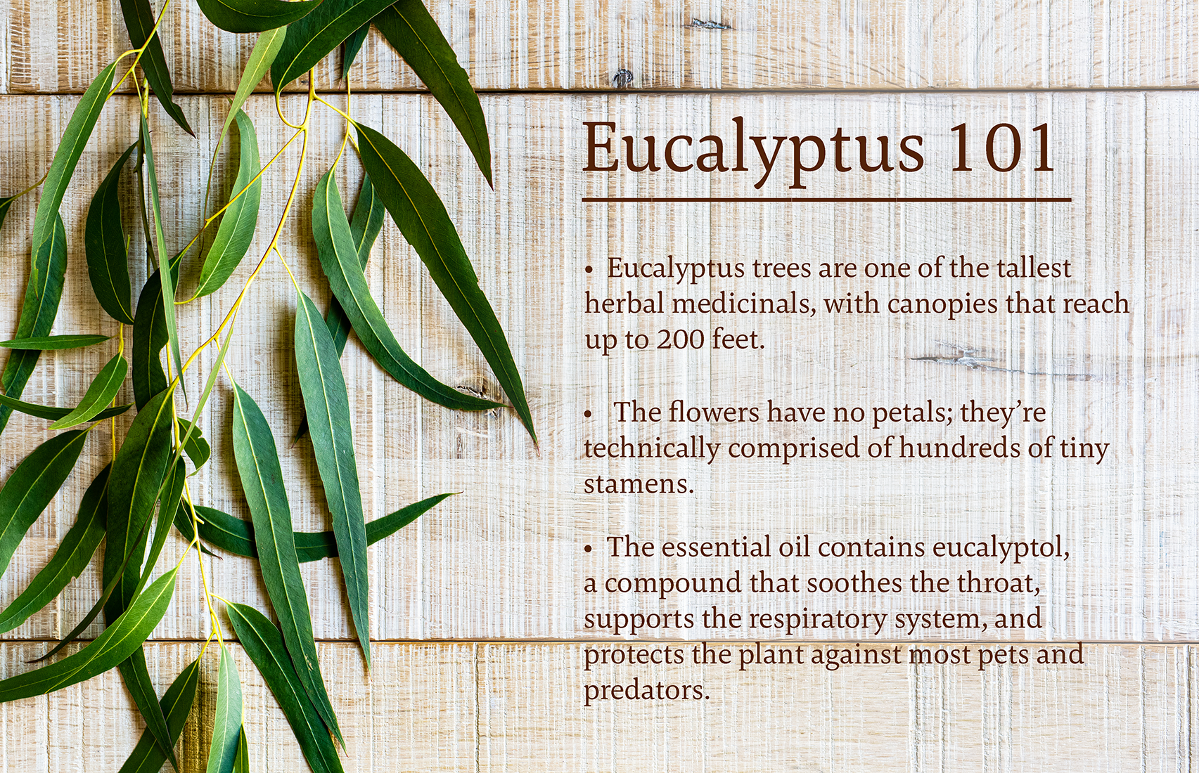 Eucalyptus 101 infographic